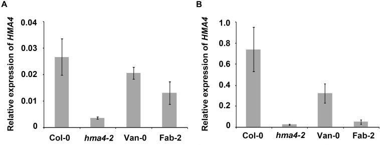 AtHMA4 Drives Natural Variation in Leaf Zn Concentration of Arabidopsis ...