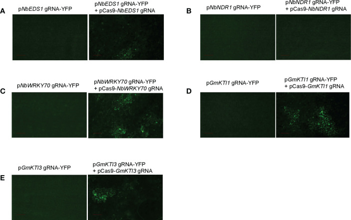 Figure 4