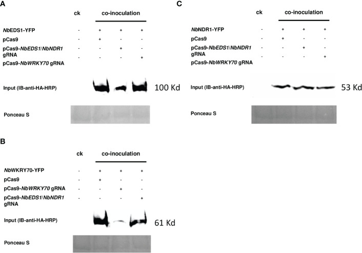 Figure 2