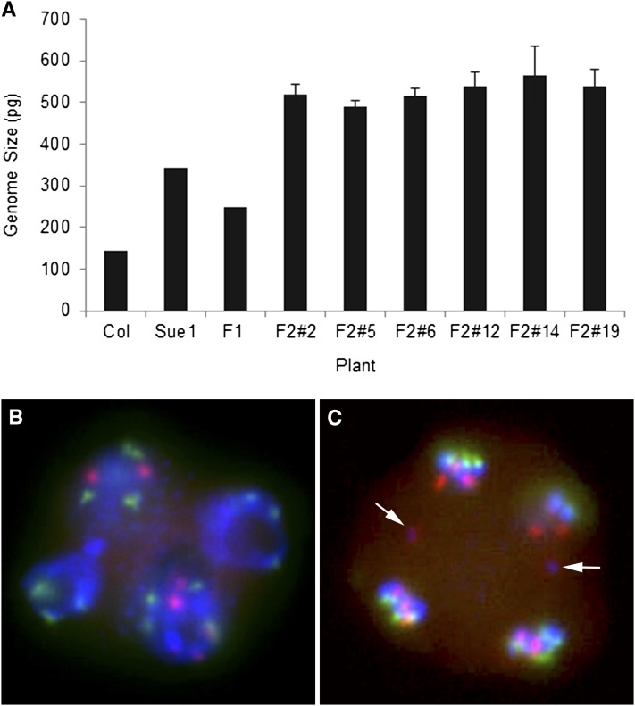 Figure 2 