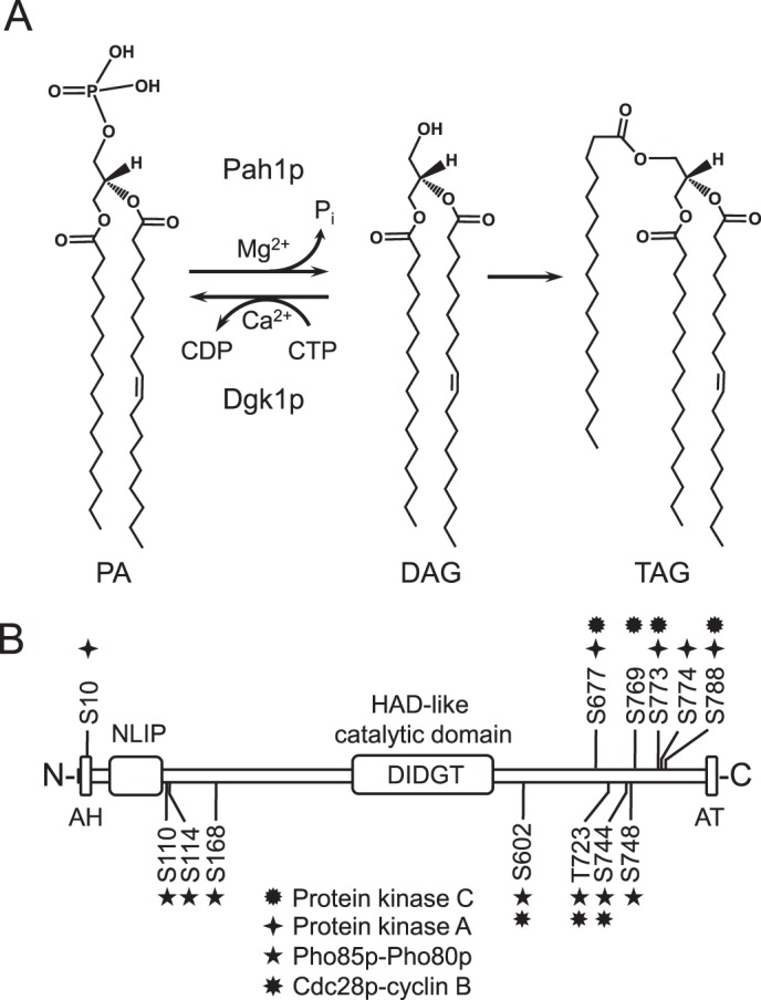 FIGURE 1.