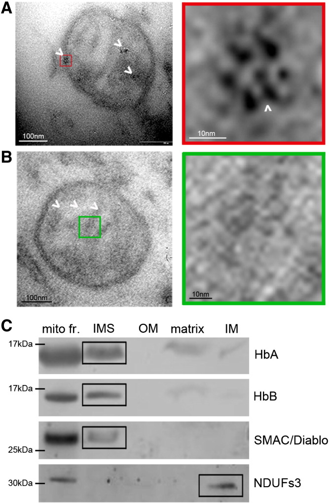 Fig. 2