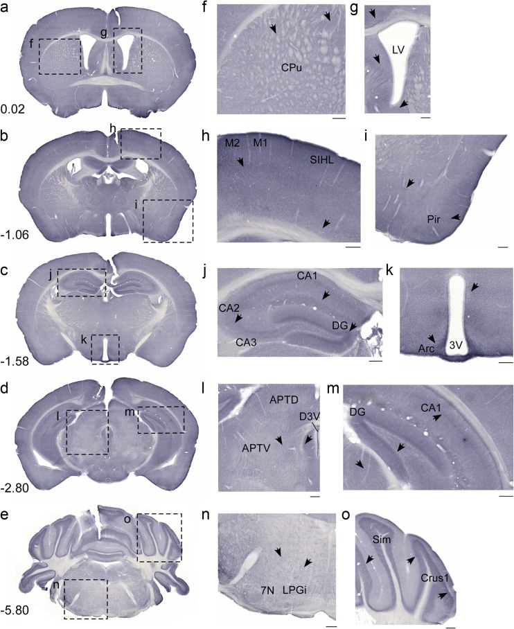 Fig. 6