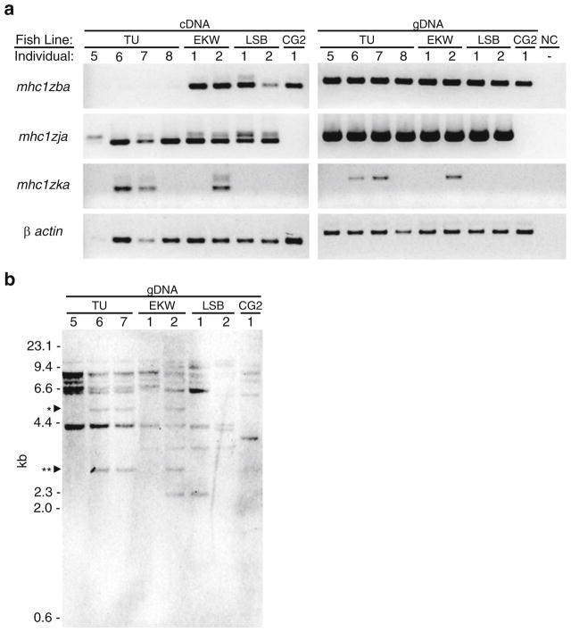 Fig. 5