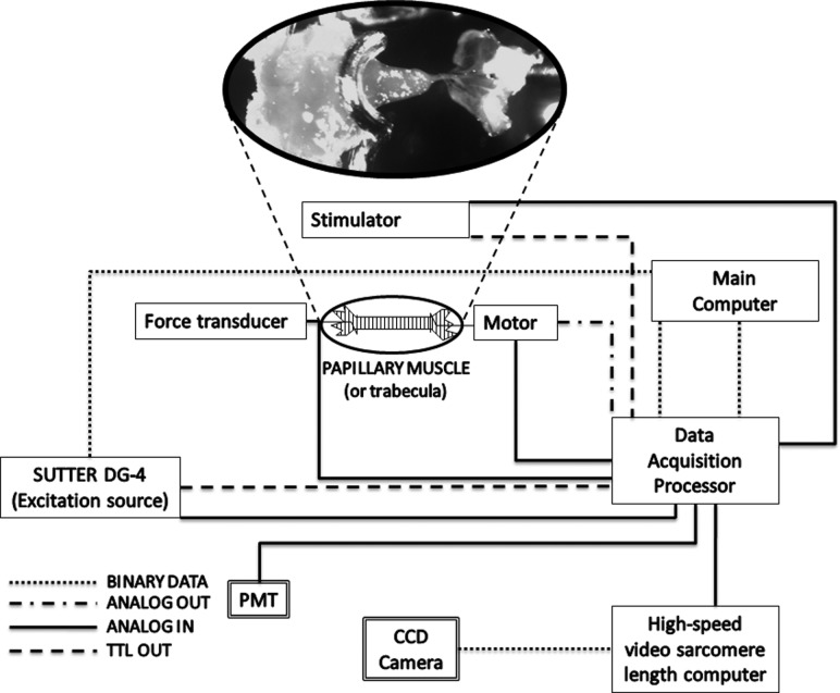 Fig. 4