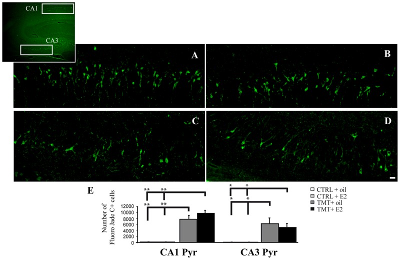 FIGURE 3