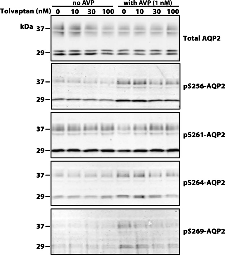 Fig. 10.