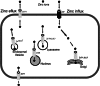 Fig. 1