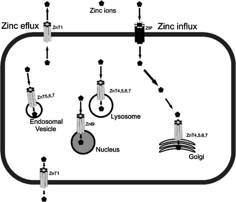 Fig. 1