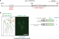 FIGURE 1: