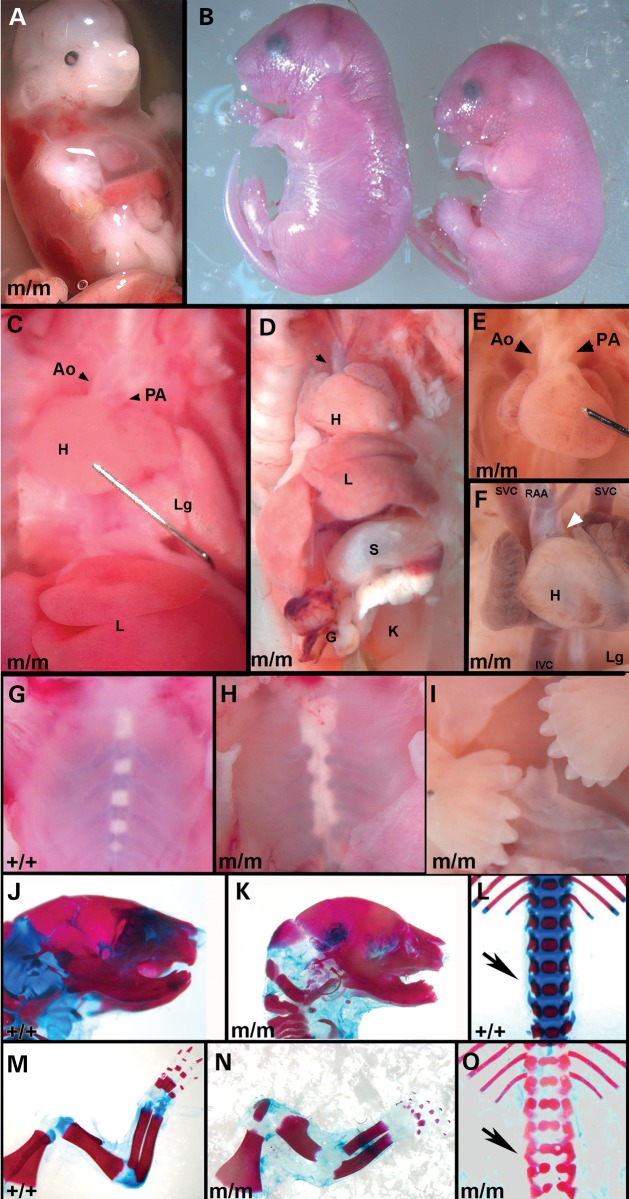 Figure 2.