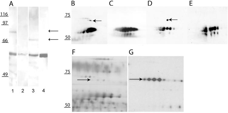 FIG. 5.