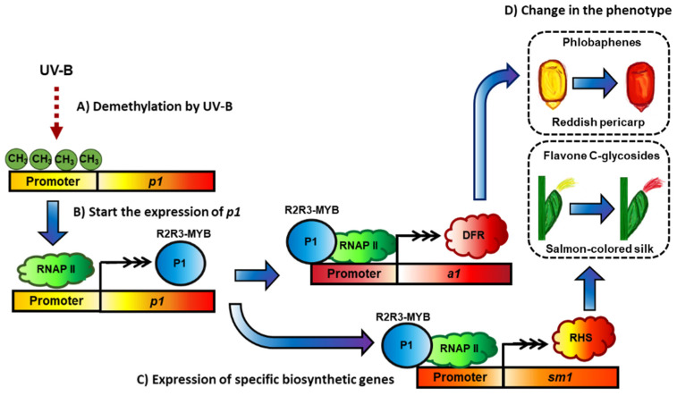 Figure 7