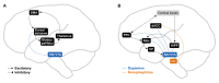 A figure with two cartoon brains showing the regions underlying the metrical model and learning progress