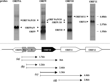 FIG. 1.