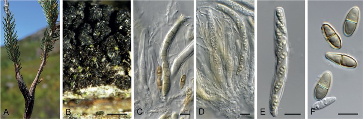 Fig. 7.