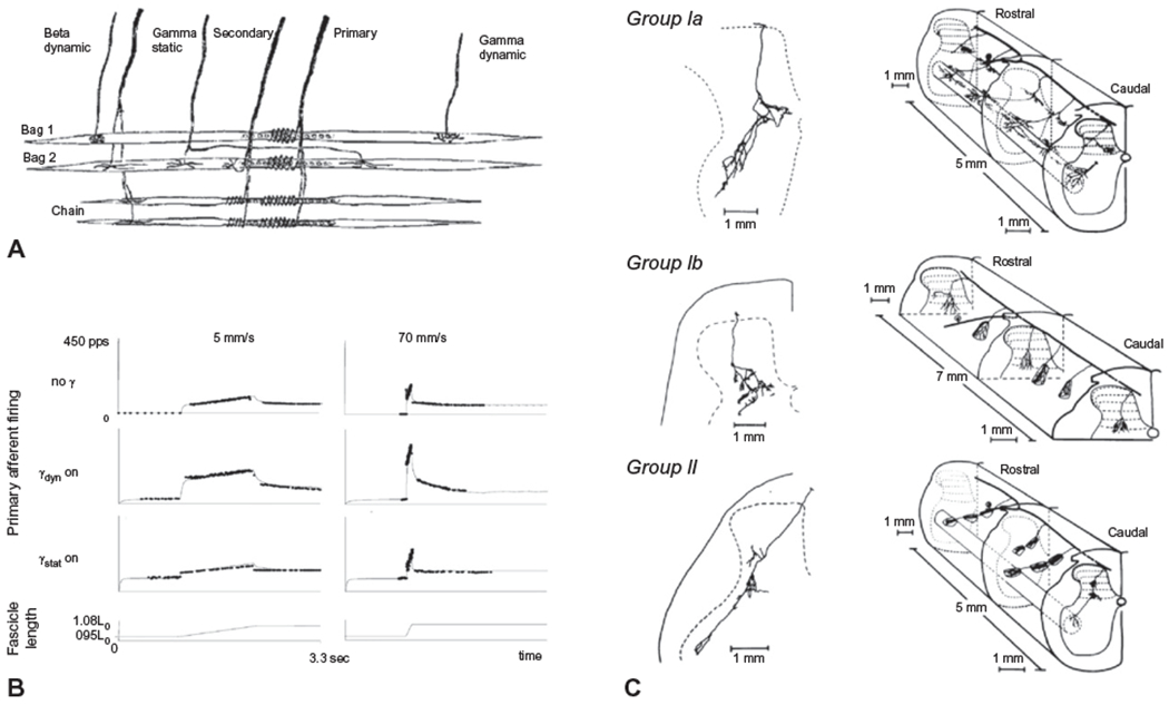 Fig. 1.3.