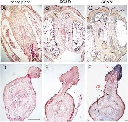 Fig. 8.