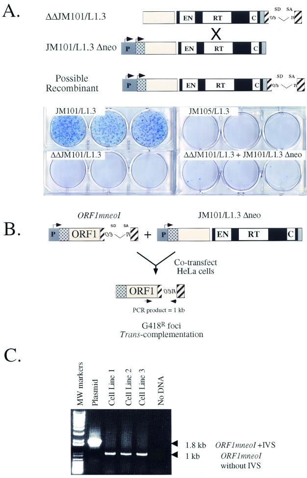 FIG. 4