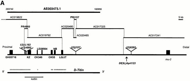 graphic file with name JCB0003073.f1a.jpg