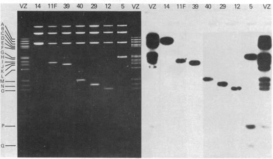 graphic file with name pnas00443-0062-a.jpg