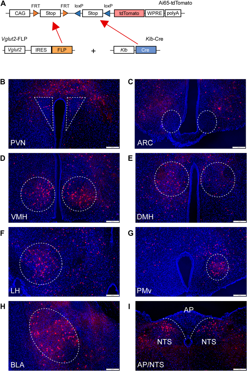 Figure 3