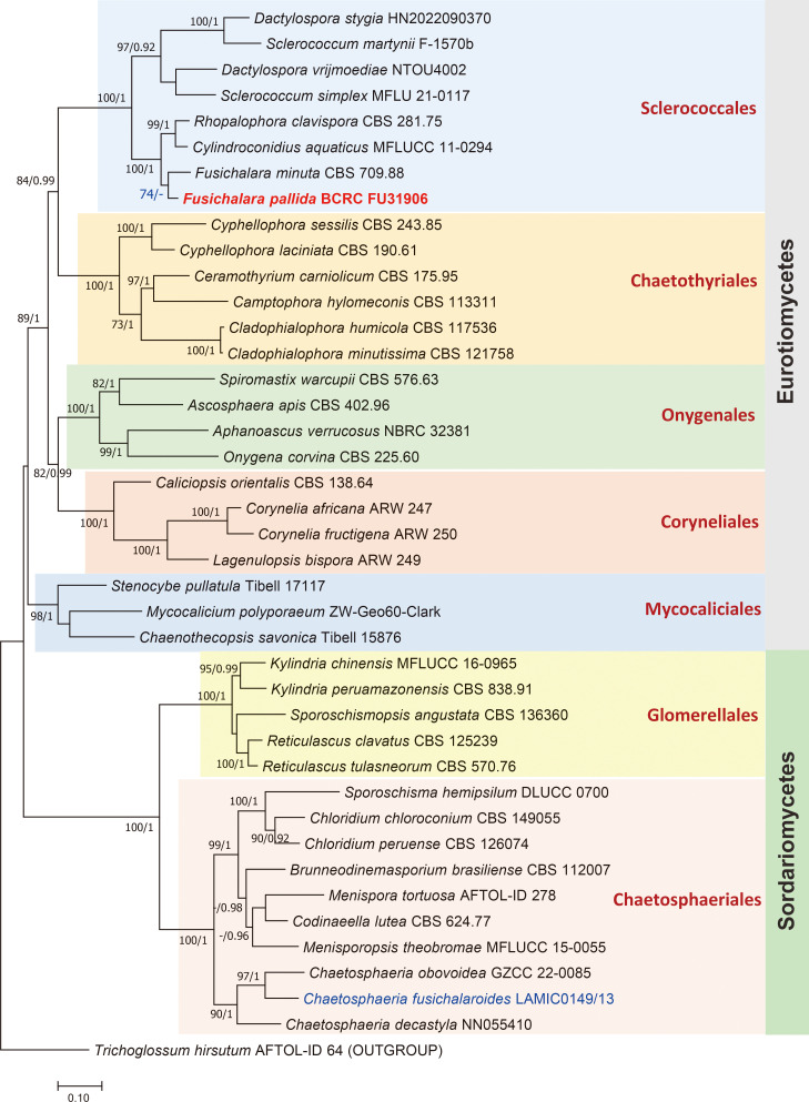 Fig. 1 - RAxML phylogenetic tree with BI inferred from concatenated ITS and LSU partial sequences of the rDNA showing relationships of Fusichalara species with other taxa in the Sclerococcales and other fungal lineages. The tree is rooted with Trichoglossum hirsutum AFTOL-ID 64 (Leotiomycetes). Numbers on nodes represent ML bootstrap values (greater than 70%) and Bayesian posterior probabilities (greater than 0.90). The new Fusichalara species (in bold red font) from Taiwan is among members of Sclerococcales. Chaetosphaeria fusichalaroides (in blue font), the teleomorph of Fusichalara dingleyae, is within the clade comprising several representative chaetosphaeriaceous taxa.