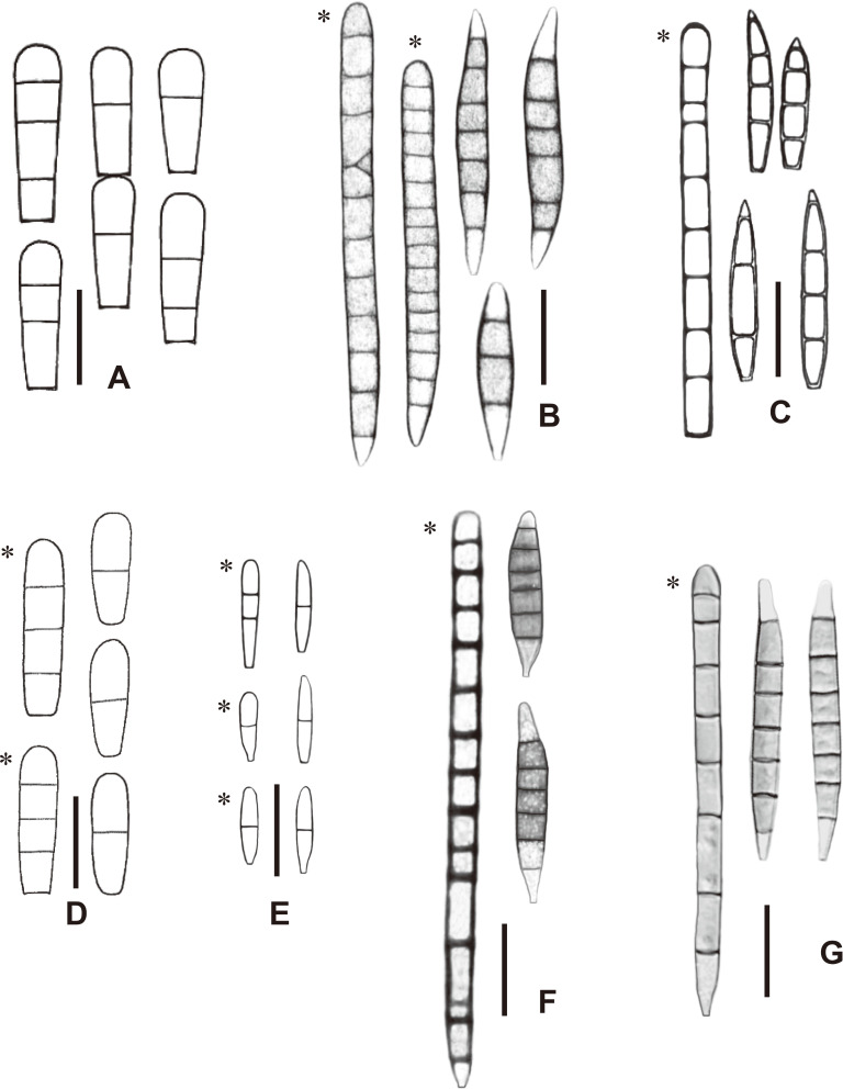 Fig. 4 - Conidia of Fusichalara species, re-illustrated with reference to the literature (Hughes & Nag Raj, 1973; Kirk & Spooner, 1984; Bhat & Kendrick, 1993; Réblová et al., 2017). A: F. clavatispora. B: F. dimorphospora. C: F.
dingleyae. D: F. goanensis. E: F. minuta. F: F. novae-zelandiae. G: F. pallida. First-formed conidia are indicated by an asterisk (*). Bars: A, D 10 µm; B, C, E-G 20 µm.