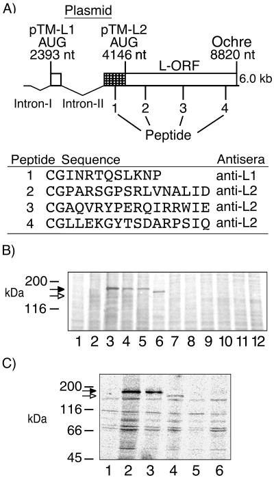 FIG. 1