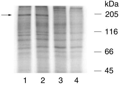 FIG. 5