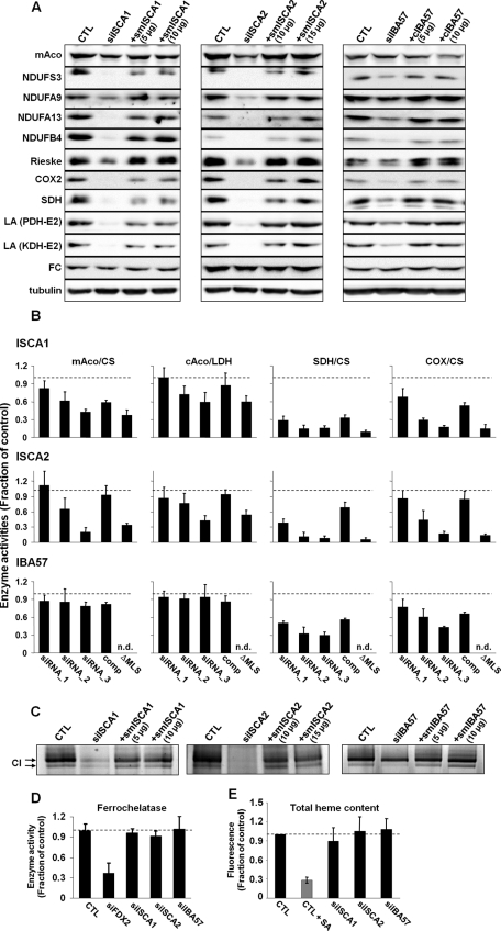 FIGURE 5: