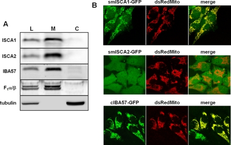 FIGURE 1: