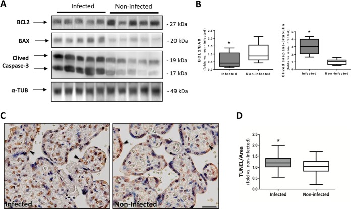 Fig. 7.