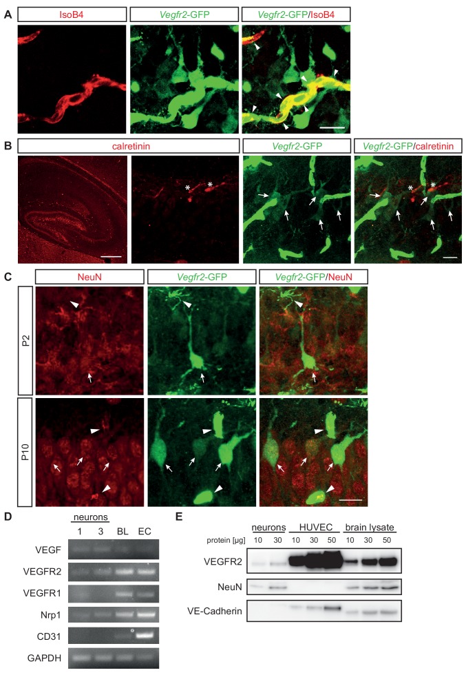 Figure 1—figure supplement 1.