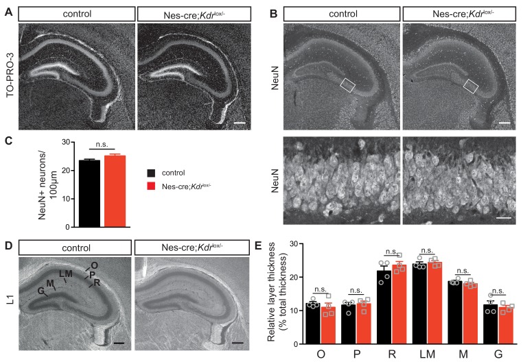 Figure 5—figure supplement 1.