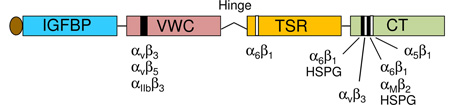 Box 1. The CCN family of matricellular proteins