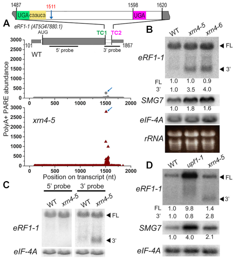 Figure 4.