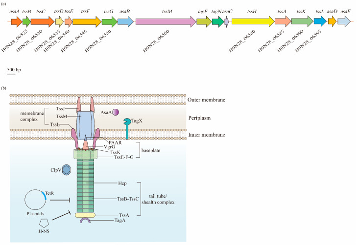 Figure 5