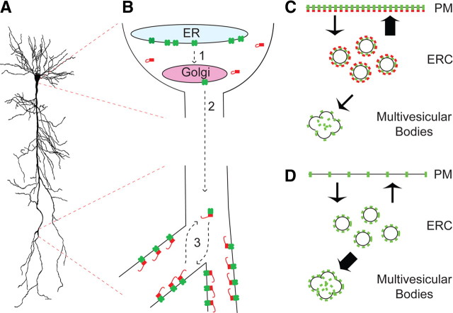 Figure 12.