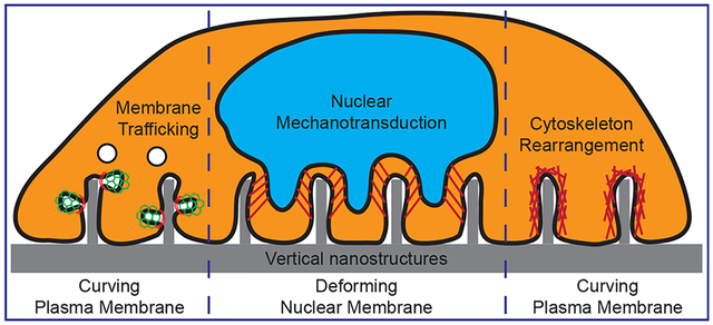 graphic file with name nihms-1611531-f0001.jpg