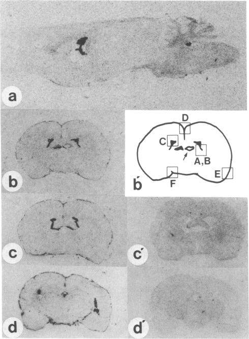 graphic file with name pnas00253-0156-a.jpg