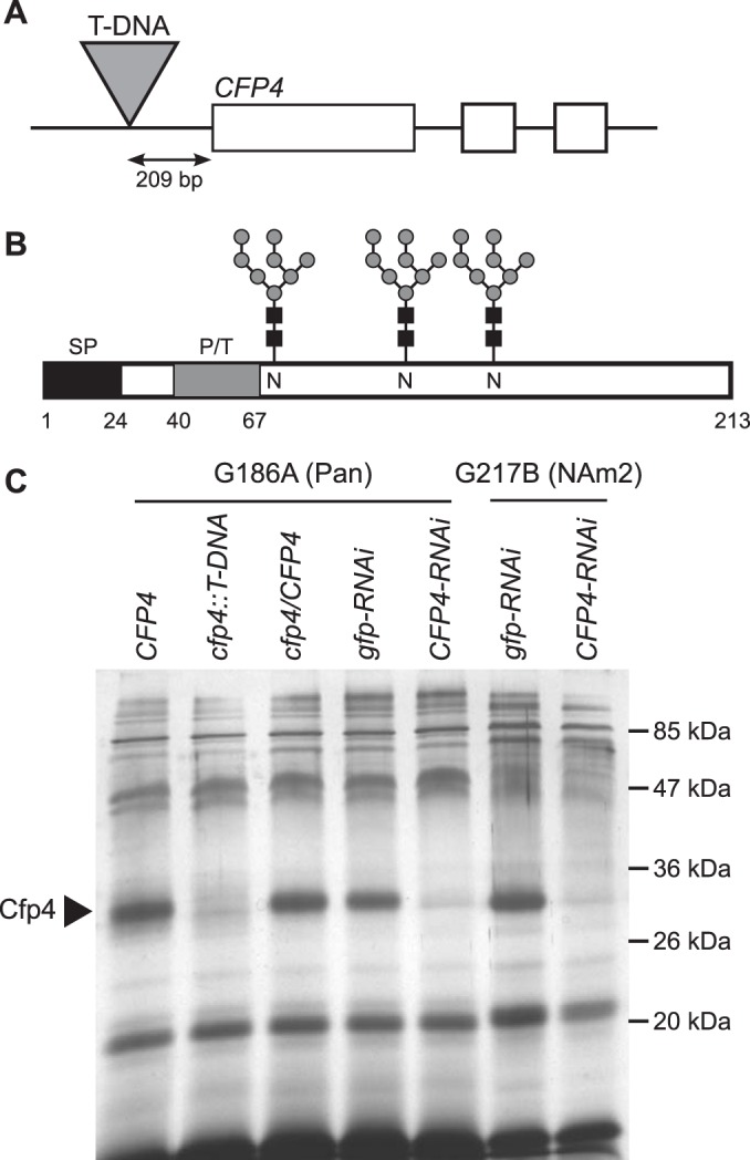 FIG 1