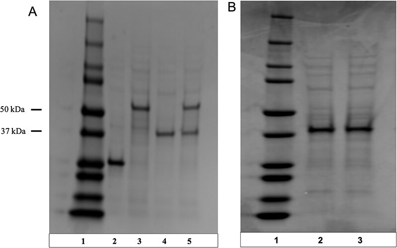 Figure 2.