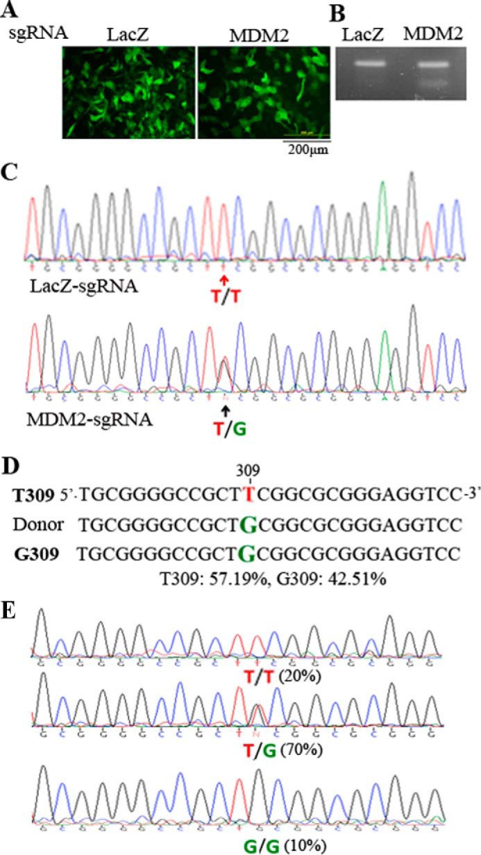 FIGURE 3.