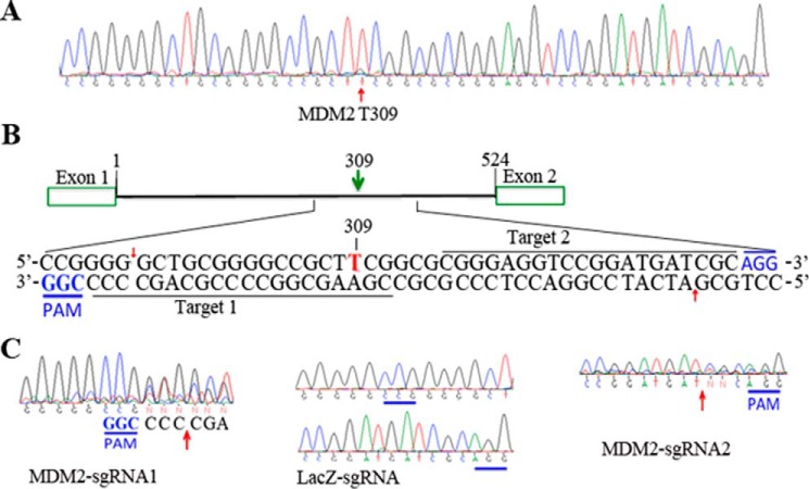 FIGURE 2.