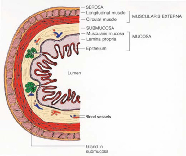 Fig. 5b