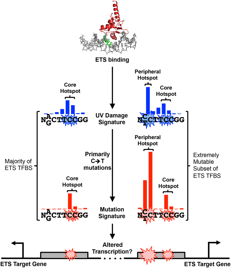 Figure 4: