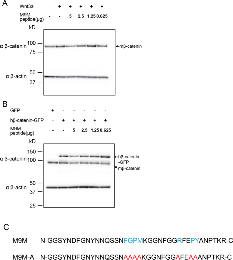 Figure 7—figure supplement 1.