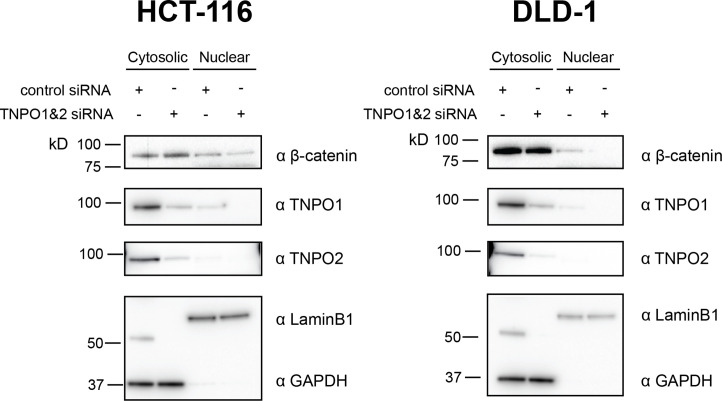 Figure 6—figure supplement 4.