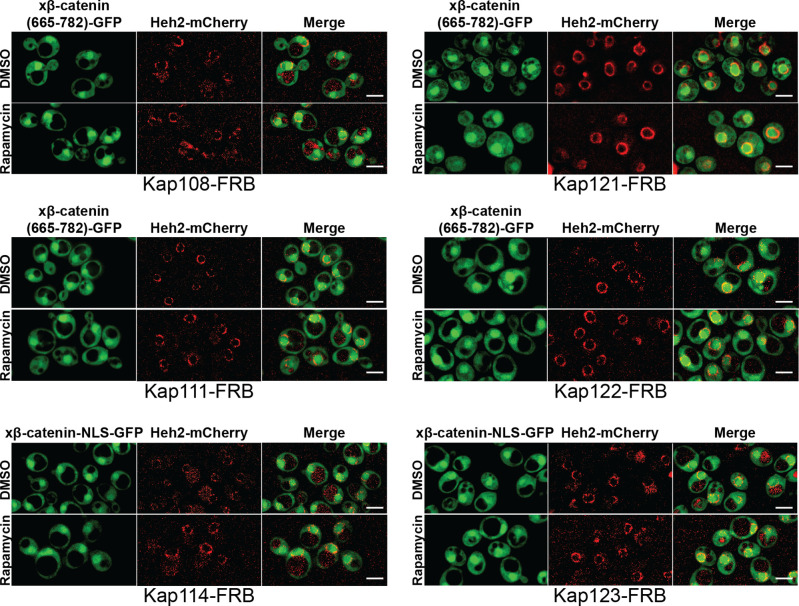 Figure 3—figure supplement 1.